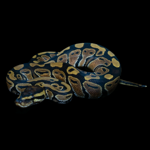Ball Python (Normal) - 194