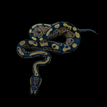 Load image into Gallery viewer, Ball Python (Normal) - 194
