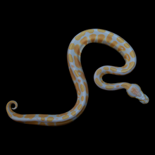 Load image into Gallery viewer, Ball Python (Lavender) - 195
