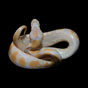 Ball Python (Lavender) - 195