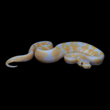 Load image into Gallery viewer, Ball Python (Lavender) - 196
