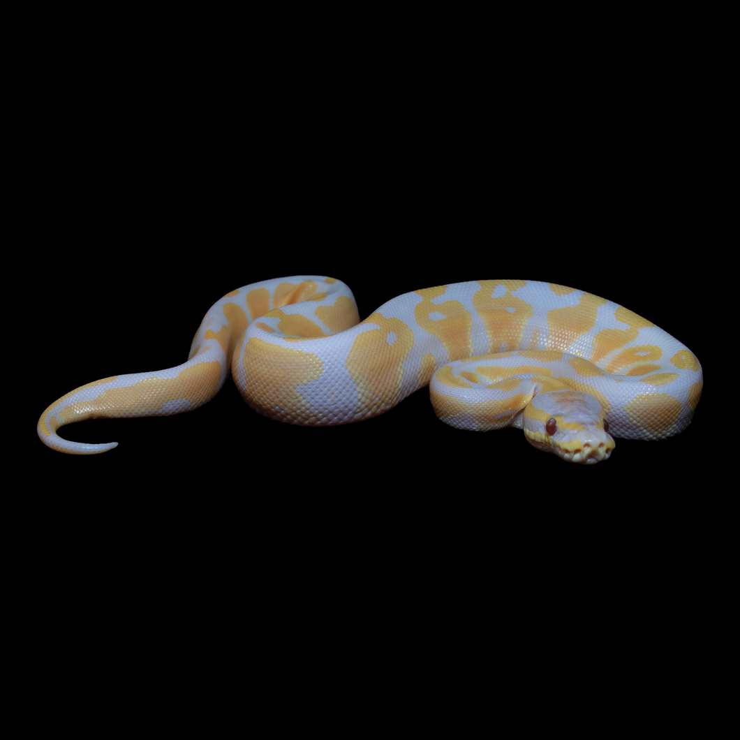 Ball Python (Lavender) - 196