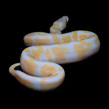Load image into Gallery viewer, Ball Python (Lavender) - 196
