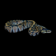Load image into Gallery viewer, Ball Python (Normal) - 197
