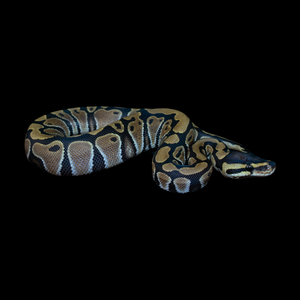 Ball Python (Normal) - 197