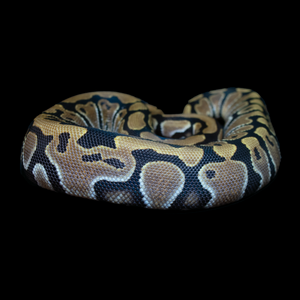 Ball Python (Normal) - 197