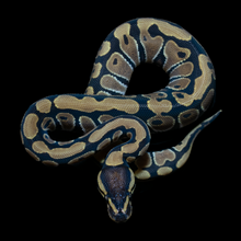 Load image into Gallery viewer, Ball Python (Normal) - 197

