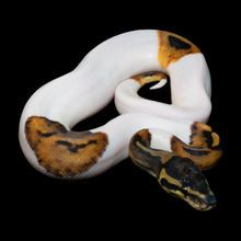 Load image into Gallery viewer, Ball Python (Normal Pied) - 161
