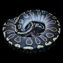 Load image into Gallery viewer, Ball Python (GHI Mojave 66% Het Hypo 66% Het Clown) - 203

