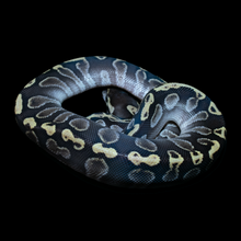 Load image into Gallery viewer, Ball Python (GHI Mojave 66% Het Hypo 66% Het Clown) - 203
