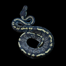 Load image into Gallery viewer, Ball Python (GHI Mojave 66% Het Hypo 66% Het Clown) - 204
