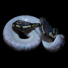 Load image into Gallery viewer, Ball Python (GHI Mojave 66% Het Hypo 66% Het Clown) - 204
