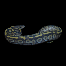 Load image into Gallery viewer, Ball Python (Mojave Hypo 66% Het Clown) - 205
