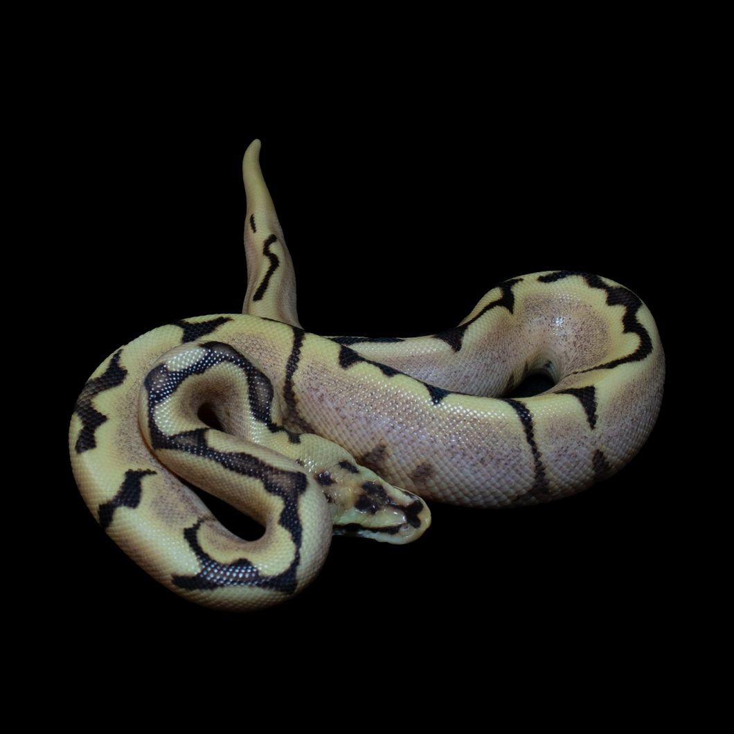 Ball Python (Fire Spider Gravel Yellow Belly) - 209