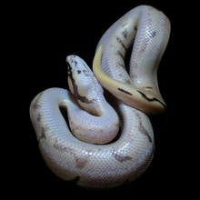 Load image into Gallery viewer, Ball Python (Fire Spider Gravel Yellow Belly) - 209
