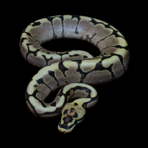Ball Python (Spider Gravel Yellow Belly) - 210