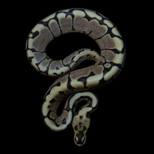 Load image into Gallery viewer, Ball Python (Spider Gravel Yellow Belly) - 210
