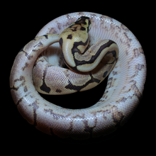 Load image into Gallery viewer, Ball Python (Spider Gravel Yellow Belly) - 210
