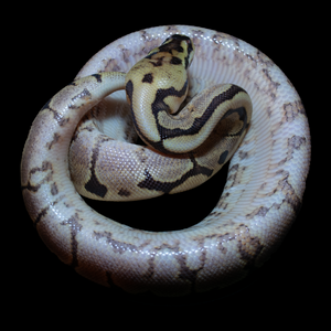 Ball Python (Spider Gravel Yellow Belly) - 210