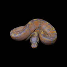 Load image into Gallery viewer, Ball Python (Banana 100% Het Pied) - 212
