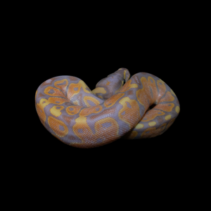 Ball Python (Banana 100% Het Pied) - 212