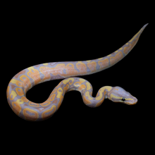 Load image into Gallery viewer, Ball Python (Banana 100% Het Pied) - 212
