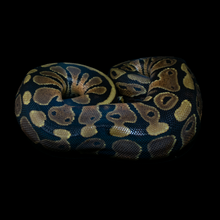 Load image into Gallery viewer, Ball Python (Normal 100% Het Pied) - 213
