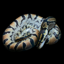 Load image into Gallery viewer, Ball Python (Normal 100% Het Pied) - 213
