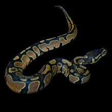 Load image into Gallery viewer, Ball Python (Normal 100% Het Pied) - 214
