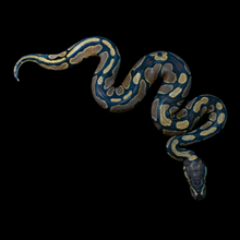 Load image into Gallery viewer, Ball Python (Normal 100% Het Pied) - 214
