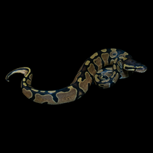 Load image into Gallery viewer, Ball Python (Normal 100% Het Pied) - 215
