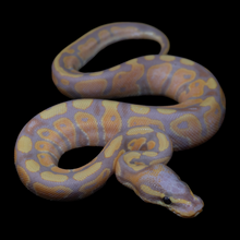 Load image into Gallery viewer, Ball Python (Banana 100% Het Pied) - 217
