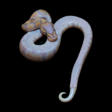 Load image into Gallery viewer, Ball Python (Banana 100% Het Pied) - 217
