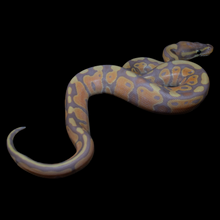 Load image into Gallery viewer, Ball Python (Banana 100% Het Pied) - 218
