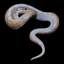 Load image into Gallery viewer, Ball Python (Banana 100% Het Pied) - 218
