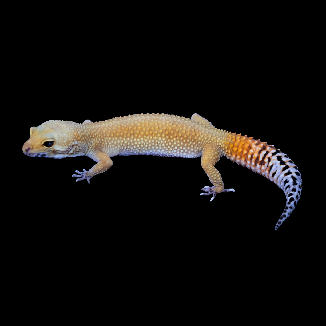 Leopard Gecko (Super Hypo Tangerine Pos Blood) 21