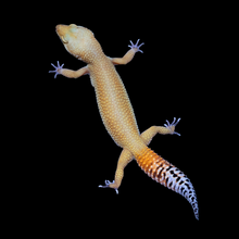 Load image into Gallery viewer, Leopard Gecko (Super Hypo Tangerine Pos Blood) 21
