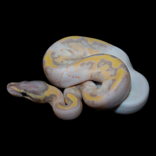 Load image into Gallery viewer, Ball Python (Banana Pied) - 157
