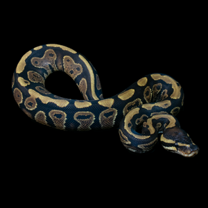 Ball Python (Gravel Yellowbelly) - 220