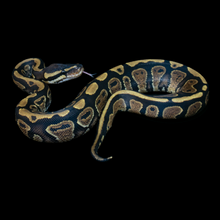 Load image into Gallery viewer, Ball Python (Gravel Yellowbelly) - 220
