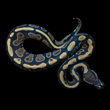 Load image into Gallery viewer, Ball Python (Gravel Yellowbelly) - 220
