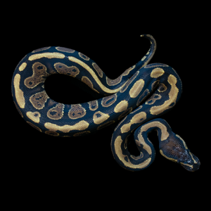 Ball Python (Gravel Yellowbelly) - 220