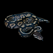 Load image into Gallery viewer, Ball Python (Black Pastel Gravel Yellowbelly) - 221
