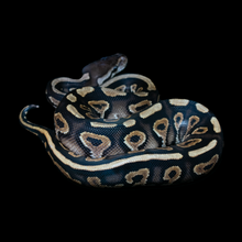 Load image into Gallery viewer, Ball Python (Black Pastel Gravel Yellowbelly) - 221
