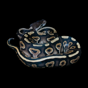 Ball Python (Black Pastel Gravel Yellowbelly) - 221