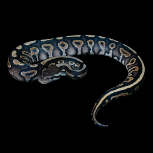 Ball Python (Black Pastel Gravel Yellowbelly) - 221