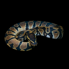 Load image into Gallery viewer, Ball Python (Normal) - 223
