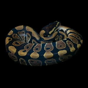 Ball Python (Normal) - 223