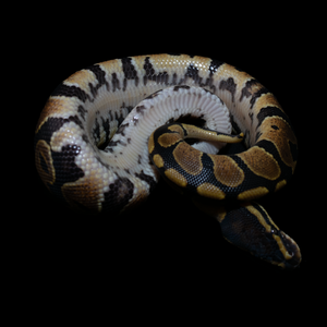 Ball Python (Normal) - 223