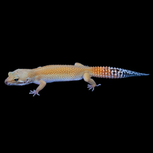 Load image into Gallery viewer, Leopard Gecko (Super Hypo Tangerine Pos Blood) 22
